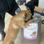 Zwei Hunde stehen neben einem großen Sack Hundefutter: ein hellbrauner Hund, der seine Vorderpfoten auf den Sack gelegt hat, und ein kleinerer schwarzer Hund, der zu ihm aufschaut. Auf dem Sack ist ein Welpenbild und ein deutscher Text zu sehen.