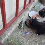 Zwei Katzen fressen aus Näpfen mit Nass- und Trockenfutter auf einer Betonfläche in der Nähe eines roten Metallzauns. Am Fuß der Mauer ist ein kleines Loch zu sehen, und in der Nähe liegt eine aufgerissene Futterverpackung auf dem Boden.