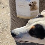 Eine Nahaufnahme des Gesichts eines schwarz-weiß-braunen Hundes mit einem großen Sack Hundefutter mit der Aufschrift „Tierheim Tierfutter“ und dem Bild eines gelben Hundes im Hintergrund, aufgenommen im Freien an einem sonnigen Tag.