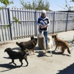 An einem sonnigen Tag steht eine ältere Person mit einem großen Sack Hundefutter draußen in einem eingezäunten Garten, umgeben von vier Hunden.