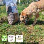 Ein struppiger Hund frisst aus einem Metallnapf auf dem Rasen neben einem großen Sack Hundefutter, auf dessen Unterseite die Logos von „Animal Life“ und zwei deutschen Tierschutzorganisationen zu sehen sind.