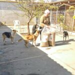 Eine ältere Person steht an einem sonnigen Tag im Freien mit großen Säcken Hundefutter, umgeben von mehreren Hunden. Im Hintergrund sind ein Baum und ein eingezäuntes Gelände zu sehen.
