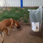 Ein brauner Hund frisst aus einem Napf, der auf dem Boden neben einem großen, offenen Sack mit Hundefutter steht. Die Szene spielt im Freien, in der Nähe eines Zauns; man sieht Gras und Erde.