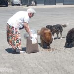Eine ältere Frau schüttet Trockenfutter für Hunde aus einem großen Sack auf den Boden, während drei Hunde an einem sonnigen Tag um sie herum das Futter fressen.