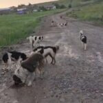 Eine Gruppe von Hunden mit schwarz-weißem Fell steht und läuft auf einer schlammigen Landstraße, im Hintergrund sind unter einem bewölkten Himmel Wiesen und Häuser zu sehen.