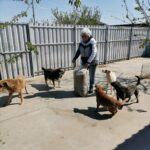 Eine Person steht im Freien und hält eine große Tüte Hundefutter in der Hand; um sie herum befinden sich fünf Hunde in verschiedenen Farben in der Nähe eines Metallzauns und einiger blattloser Äste.