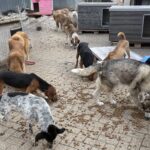 Eine Gruppe von Hunden verschiedener Rassen und Größen frisst verstreutes Trockenfutter in der Nähe mehrerer hölzerner Hundehütten in einem Freigehege.