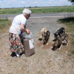 Eine ältere Frau schüttet Trockenfutter aus einem großen Sack auf den Kies für fünf streunende Hunde an einer Landstraße, im Hintergrund sind Felder und ein teilweise bewölkter Himmel zu sehen.