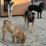 Vier Hunde stehen neben einer hölzernen Hundehütte; ein Hund frisst verstreutes Trockenfutter vom Boden auf, während die anderen in die Kamera blicken. Die Szene spielt sich auf einer gepflasterten Fläche ab.
