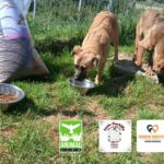 Zwei braune Hunde fressen draußen aus Metallnäpfen neben einem großen Sack Hundefutter. Am unteren Bildrand sind drei Logos von Tierschutzorganisationen zu sehen. Im Hintergrund ist eine eingezäunte Rasenfläche zu erkennen.