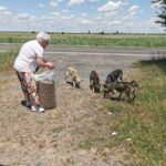 Ein älterer Mann mit weißem Haar und bunten Hosen schüttet Trockenfutter aus einem großen Sack auf den Boden und füttert an einem sonnigen Tag in der Nähe eines Feldes und einer Straße vier streunende Hunde.