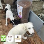 Drei Hunde fressen Trockenfutter aus Näpfen auf einem Holzboden neben einem großen Sack Hundefutter. In der unteren linken Ecke des Bildes sind drei Tierschutzlogos zu sehen.