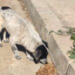 Ein schwarz-weißer Hund frisst unter strahlendem Sonnenschein Trockenfutter von einem Haufen auf dem Boden neben einem Betonkantenstein.