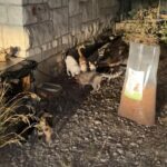 Mehrere Katzen haben sich in der Nähe einer Steinmauer versammelt und fressen aus Näpfen, die auf dem Boden stehen. Daneben steht eine große, durchsichtige Tüte mit Katzenfutter aufrecht. Es ist Abend, und die Umgebung wird von künstlichem Licht beleuchtet.
