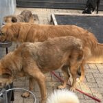 Drei braune Hunde fressen aus erhöhten Metallnäpfen auf einer gepflasterten Fläche. Im Hintergrund ist in der Nähe einer schwarzen Plattform ein weiterer Hund zu sehen, und am unteren Bildrand ist ein Teil eines flauschigen Schwanzes zu erkennen.