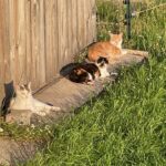 Drei Katzen faulenzen auf einer Betonplatte neben einem Holzgebäude, umgeben von grünem Gras und in warmes Sonnenlicht getaucht.