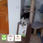 Eine schwarz-weiße Katze steht auf einem großen Sack Katzenfutter neben einem Kratzbaum in einem Zimmer. In der unteren linken Ecke sind drei Logos mit Tiermotiven zu sehen.
