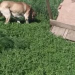Ein hellbrauner und weißer Hund steht auf saftig grünem Gras in der Nähe eines teilweise eingestürzten Holzgebäudes und schnüffelt am Boden.