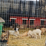 Mehrere Hunde in verschiedenen Fellfarben liegen und sitzen auf Stroh in einem eingezäunten Zwingerbereich, im Hintergrund sind rote Hundehütten zu sehen.