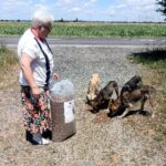 Eine ältere Frau mit weißem Haar füttert vier Hunde an einer Landstraße. Sie hält einen großen Sack Trockenfutter in der Hand und steht auf Schotter, im Hintergrund sind Felder und der blaue Himmel zu sehen.