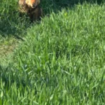 Ein brauner Hund sitzt halb im hohen grünen Gras versteckt und blickt aus einem schattigen Bereich in die Kamera.