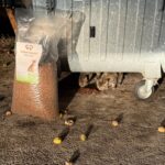Eine große Tüte Katzenfutter steht auf dem Boden neben einem Müllcontainer, und mehrere Katzen fressen im Schatten unter dem Container Trockenfutter. Auf dem Bürgersteig liegen hier und da kleine Früchte oder Nüsse verstreut.
