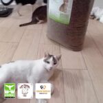 Eine weiße Katze mit braunen Flecken liegt auf einem Holzboden neben einem großen Sack Katzenfutter. Im Hintergrund sind zwei weitere Katzen zu sehen. In der unteren linken Ecke sind die Logos von drei Tierschutzorganisationen abgebildet.