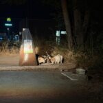 Eine Gruppe von Katzen frisst nachts auf einer schwach beleuchteten Straße neben einem großen Sack Katzenfutter. Im Hintergrund sind hochgewachsenes Gras, Bäume und ein Maschendrahtzaun zu sehen, und in der Ferne sind Leuchtreklamen zu erkennen.