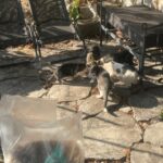 Mehrere Katzen haben sich auf einer Steinterrasse in der Nähe von Gartenmöbeln im Sonnenlicht versammelt. Im Vordergrund ist ein großer Sack mit Trockenfutter für Katzen zu sehen, der leicht unscharf ist.