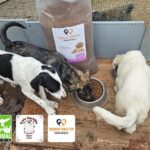 Drei Welpen fressen Trockenfutter aus einem Metallnapf auf einem Holzboden. Hinter ihnen steht ein großer Sack mit Hundefutter. In der Ecke sind drei Logos zu sehen, darunter das von „Animal Life“.