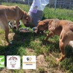 Zwei braune Hunde fressen draußen aus Metallnäpfen neben einem großen, offenen Sack mit Trockenfutter. Am unteren Bildrand sind die Logos von drei Tierschutzorganisationen zu sehen.