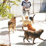 Eine Person steht draußen und hält einen Behälter mit Essen in der Hand, umgeben von fünf Hunden unterschiedlicher Farben und Größen. Das Sonnenlicht wirft Schatten, und ein Baum verdeckt die Szene teilweise. Im Hintergrund ist ein Metallzaun zu sehen.