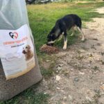 Ein schwarz-brauner Hund frisst Trockenfutter von einem Haufen auf dem Boden in der Nähe eines großen Sacks mit „Tierheim Tierfutter“-Hundefutter, draußen auf einer Rasenfläche mit einem weißen Gebäude im Hintergrund.