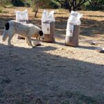 Ein schwarz-weißer Hund frisst draußen aus einem Napf, im Hintergrund stehen drei große Säcke mit Hundefutter aufrecht unter Bäumen auf trockenem Gras.