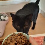 Eine schwarze Katze schnüffelt an einer Schüssel mit Trockenfutter, die eine Person in der Hand hält; im Hintergrund sind ein Tierbett und ein Plüschtier zu sehen.