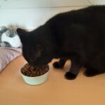 Eine schwarze Katze frisst Trockenfutter aus einem Napf, der auf einer Holzfläche neben einem Stofftier steht.