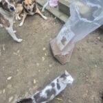 Zwei Hunde und eine weiße Katze mit dunklen Flecken befinden sich in der Nähe eines großen, offenen Sacks mit Tierfutter auf einem unbefestigten Boden neben einer Betontreppe und einem Zaun.