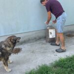 Eine Person in Shorts schüttet Trockenfutter auf den Boden neben einem großen Hund, der auf einem Gehweg neben einer Rasenfläche steht.