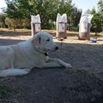 Im Vordergrund liegt ein großer weißer Hund auf dem Erdboden. Dahinter stehen drei hohe Säcke mit Hundefutter aufrecht. Im Hintergrund sind Bäume und Grünflächen unter einem klaren Himmel zu sehen.