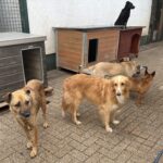 Sechs Hunde stehen draußen vor drei Hundehütten; ein schwarzer Hund sitzt auf einer roten Hundehütte, während die anderen auf dem Boden stehen und in verschiedene Richtungen blicken.