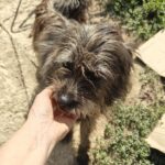 An einem sonnigen Tag streichelt jemand draußen einen struppigen, dunkelbraunen Hund. Der Hund steht auf einer Steinfläche neben grünen Pflanzen und einem Stück Pappe.