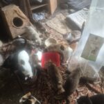 Mehrere Katzen sitzen auf einem gemusterten Teppich und fressen aus Näpfen. In dem unaufgeräumten Innenraum stehen verschiedene Behälter, ein Sack mit Katzenfutter und ein Katzenhaus. Die Beleuchtung ist sanft und natürlich.