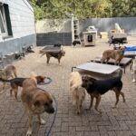 Eine Gruppe von Hunden verschiedener Rassen und Größen hat sich in einem eingezäunten Außenbereich versammelt, der mit Liegeplätzen, Zwingern und Fressnäpfen ausgestattet ist. Im Hintergrund sind Bäume und ein Metallzaun zu sehen.