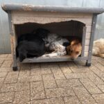 Vier Hunde haben sich in einer abgenutzten Holzhütte zusammengekauert, während ein weiterer Hund draußen auf dem Boden liegt. Die Szene spielt im Freien, mit einem Boden aus Betonsteinen und einer Metallwand im Hintergrund.