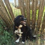 Ein schwarz-weißer Hund mit einem Kettenhalsband sitzt an einem sonnigen Tag auf Erde und Gras vor einem Holzzaun und blickt mit offenem Maul zur Seite.