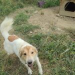 Ein großer weiß-brauner Hund, der an einer Kette angebunden ist, steht neben einer hölzernen Hundehütte in einem grasbewachsenen, verwilderten Garten und blickt mit leicht geöffnetem Maul in die Kamera.