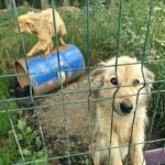 Zwei zottelige, hellfarbige Hunde befinden sich in einem eingezäunten Außengehege. Ein Hund steht am Drahtzaun und schaut hinaus, während der andere im Hintergrund auf einem blauen Fass balanciert.