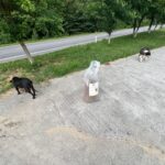 Auf einem Gehweg in der Nähe einer Straße steht ein Sack Hundefutter, daneben befinden sich zwei Hunde – ein schwarzer Hund, der am Gras schnüffelt, und ein schwarz-weißer Hund, der auf dem Beton liegt. Im Hintergrund säumen Bäume die Straße.