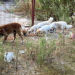 Sechs Hunde – ein brauner und fünf weiße – fressen vom Boden in der Nähe eines rostigen Zauns in einer grasbewachsenen, verwilderten Gegend, in der hier und da Müll herumliegt.