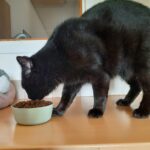 Eine schwarze Katze steht auf einer Holzfläche und frisst Trockenfutter aus einem hellgrünen Napf. Im Hintergrund sind ein Fenster und ein Teil eines Raums mit weißen Wänden zu sehen.